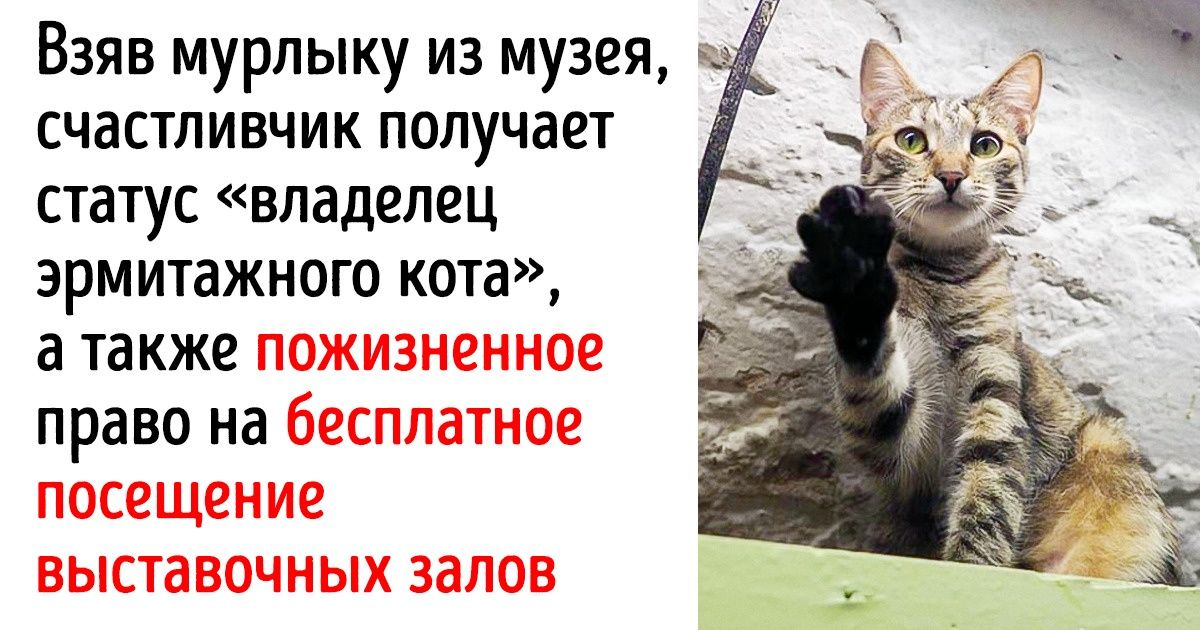 В подвалах Эрмитажа живут 50 котов, которые ждут своих хозяев. Давайте вместе им поможем В подвалах Эрмитажа живут 50 котов, которые ждут своих хозяев. Давайте вместе им поможем