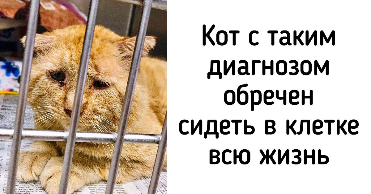 История кота, который мог сгинуть так же, как тысячи бездомных животных, но в дело вмешалась любовь История кота, который мог сгинуть так же, как тысячи бездомных животных, но в дело вмешалась любовь
