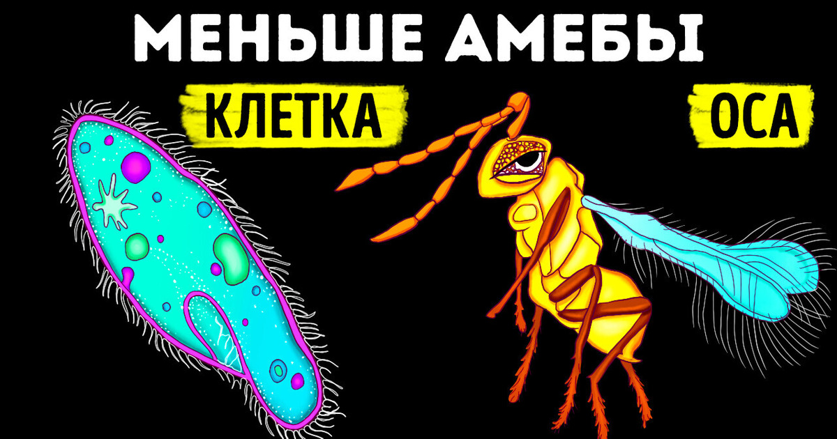 Что нового я узнал сегодня о животных