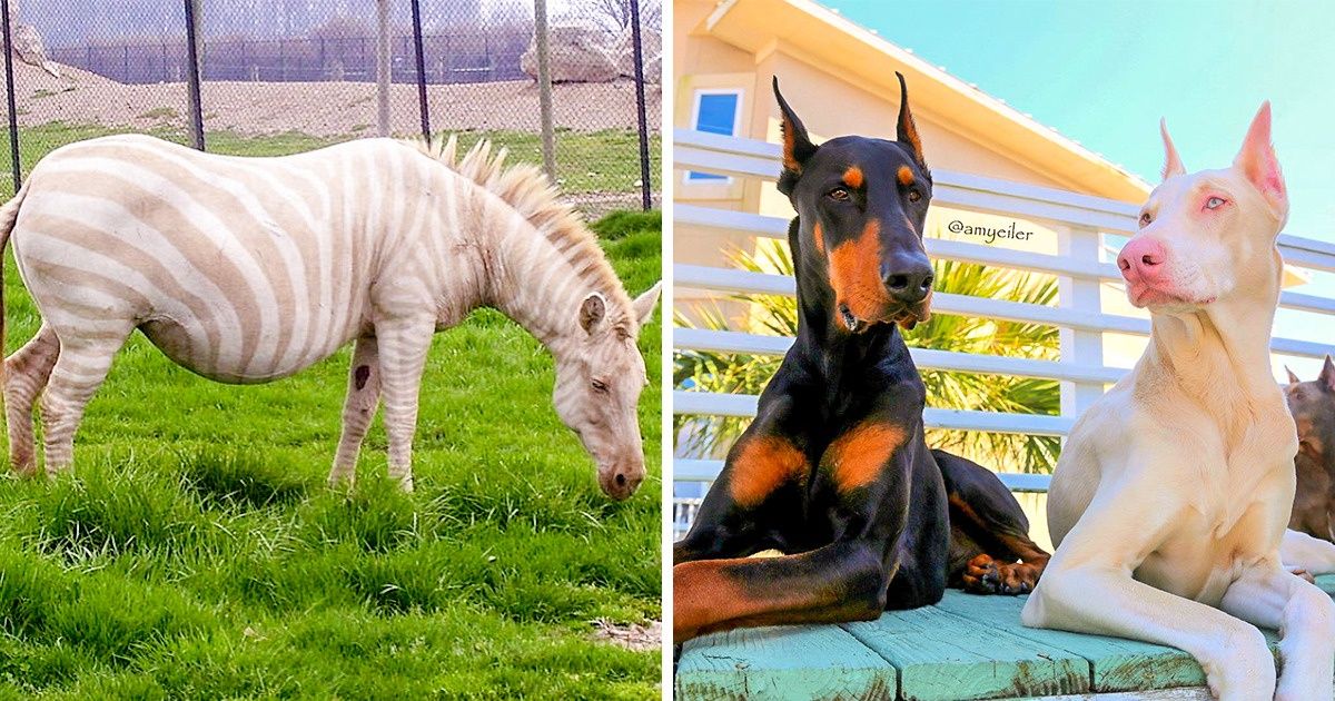 15+ животных и растений, которые выглядят как каприз природы