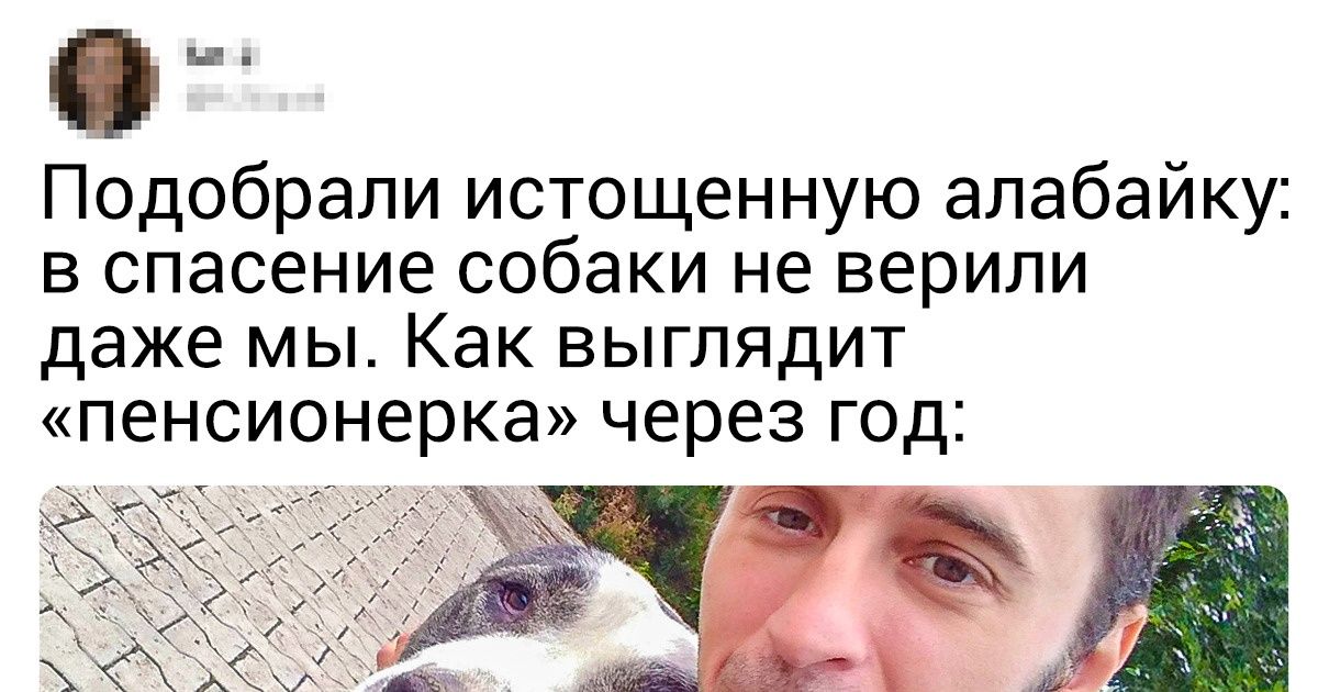 16 трогательных историй о животных, которые нашли в себе силы вновь поверить человеку 16 трогательных историй о животных, которые нашли в себе силы вновь поверить человеку