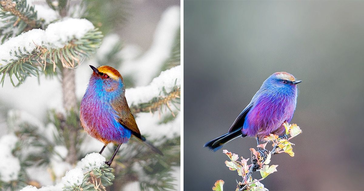 Природа создала сказочную птичку, которой можно любоваться бесконечно Природа создала сказочную птичку, которой можно любоваться бесконечно