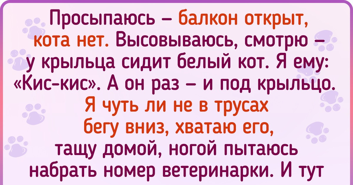 19 пушистых гулен, которым на улице как медом намазано. А хозяева после их прогулок со смеху падают 19 пушистых гулен, которым на улице как медом намазано. А хозяева после их прогулок со смеху падают