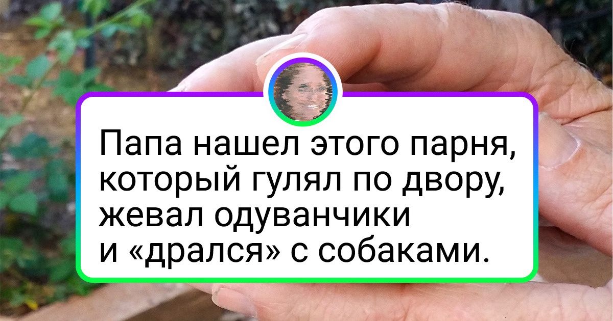 20 диких животных, которые запросто могут достучаться до любого сердечка 20 диких животных, которые запросто могут достучаться до любого сердечка
