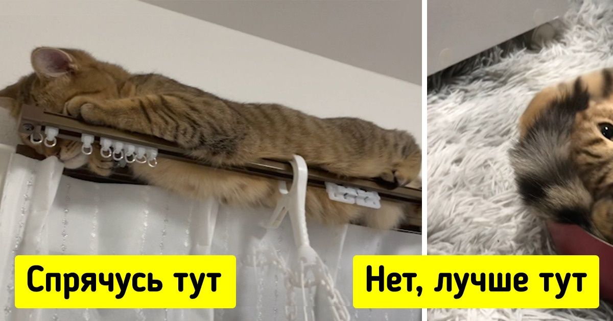 20 животных, которые нашли человеческим вещам очень своеобразное применение 20 животных, которые нашли человеческим вещам очень своеобразное применение