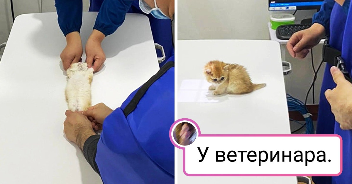 20+ животных, которые докажут, что иногда «маленькие» и «миленькие» — это синонимы 20+ животных, которые докажут, что иногда «маленькие» и «миленькие» — это синонимы