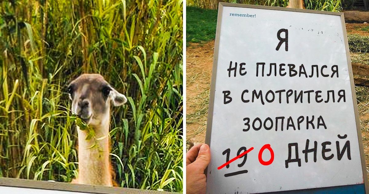 15 животных, которые творят бесчинства и наслаждаются своей безнаказанностью 15 животных, которые творят бесчинства и наслаждаются своей безнаказанностью