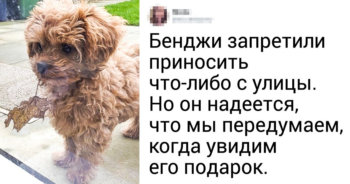 23 пушистые морды, для которых слово «обычный» как оскорбление