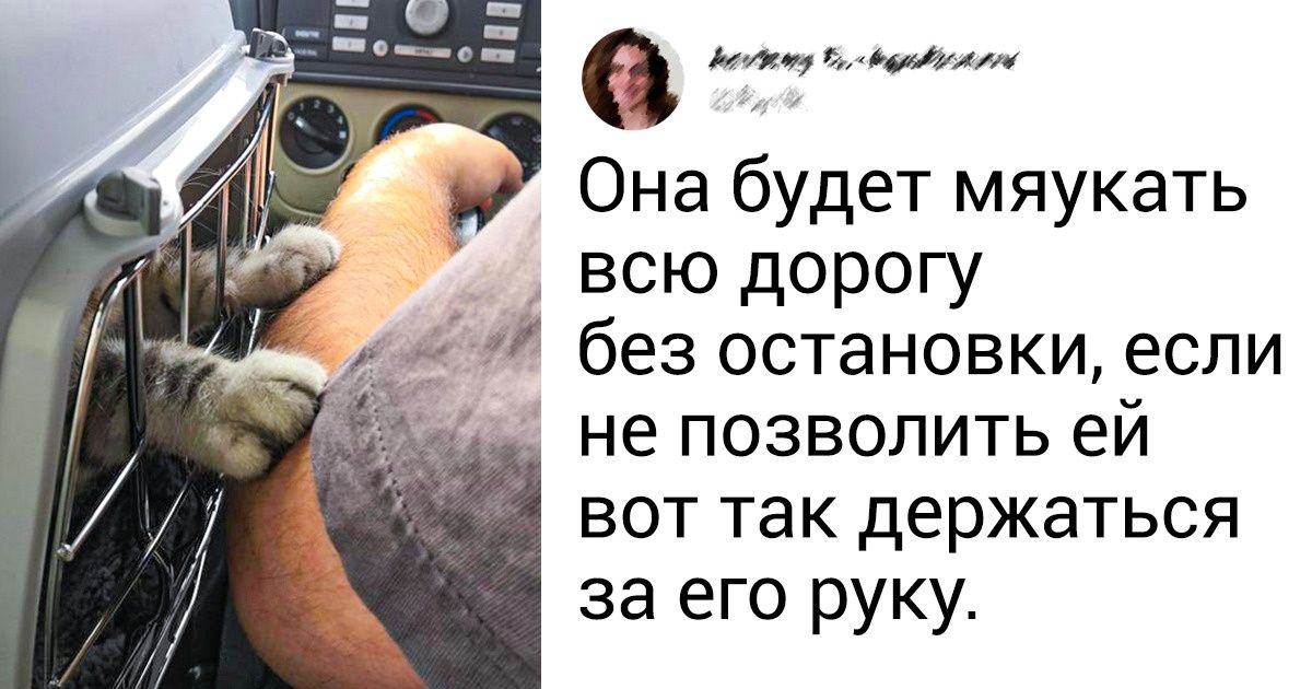 24 фото, которыми можно обращать людей в кошатников