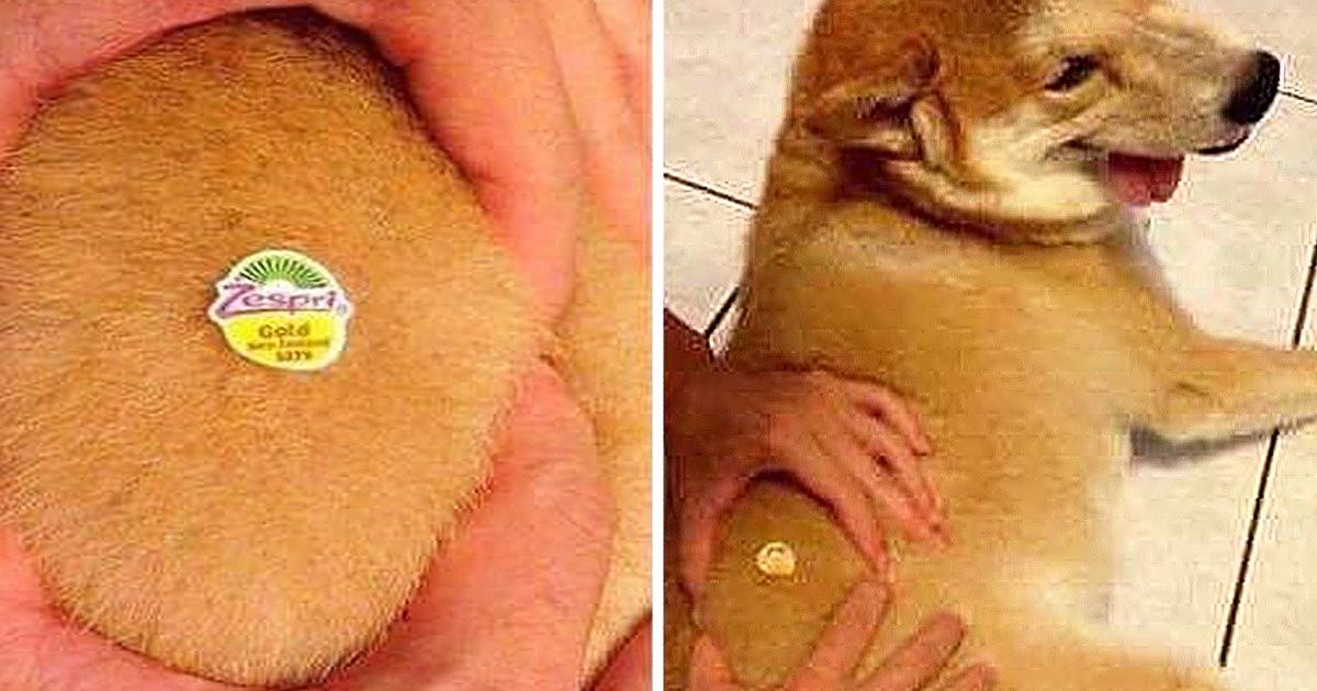 22 фотографии о том, как легко нас обмануть в интернете 22 фотографии о том, как легко нас обмануть в интернете