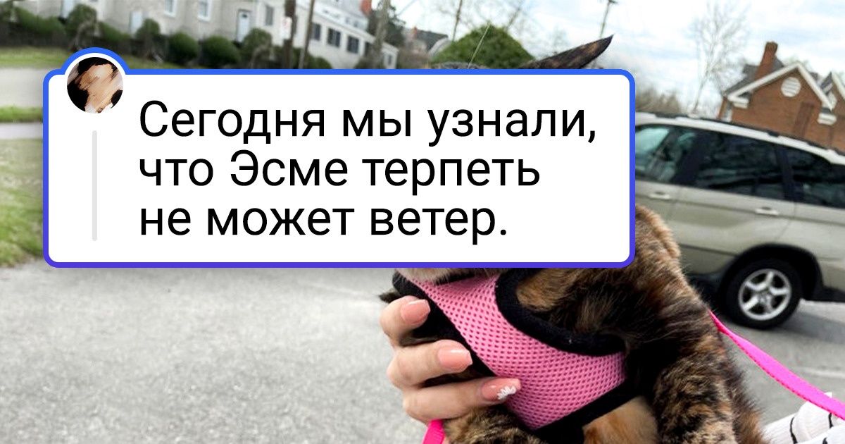 18 питомцев, которым срочно надо дать «Оскар» за артистизм 18 питомцев, которым срочно надо дать «Оскар» за артистизм