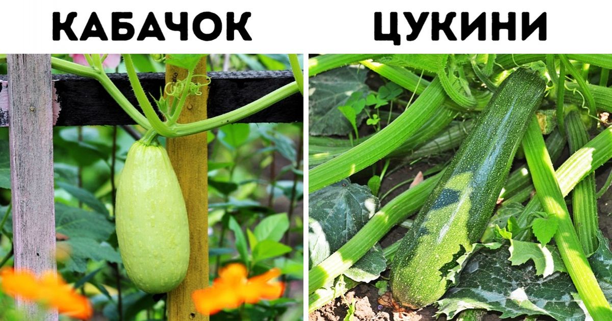 15 пар вещей, которые мы встречаем почти каждый день — и каждый раз путаем 15 пар вещей, которые мы встречаем почти каждый день — и каждый раз путаем