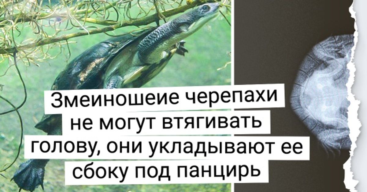 16 нестандартных животных, увидев которых в реальной жизни вы подпрыгнете от неожиданности 16 нестандартных животных, увидев которых в реальной жизни вы подпрыгнете от неожиданности