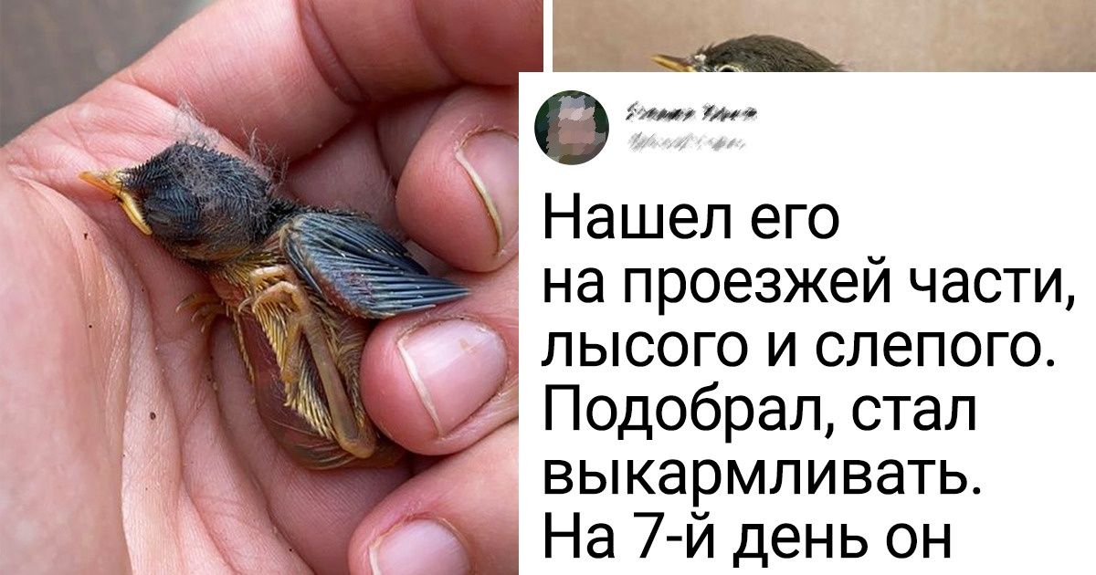 20+ найденышей из дикой природы, которые попали в руки к добрым людям и стали домашними любимцами 20+ найденышей из дикой природы, которые попали в руки к добрым людям и стали домашними любимцами