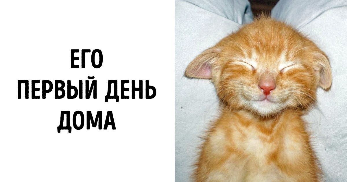 Ученые доказали, что рассматривание милых фотографий может улучшить личную жизнь. И вот 25 «улучшателей» Ученые доказали, что рассматривание милых фотографий может улучшить личную жизнь. И вот 25 «улучшателей»