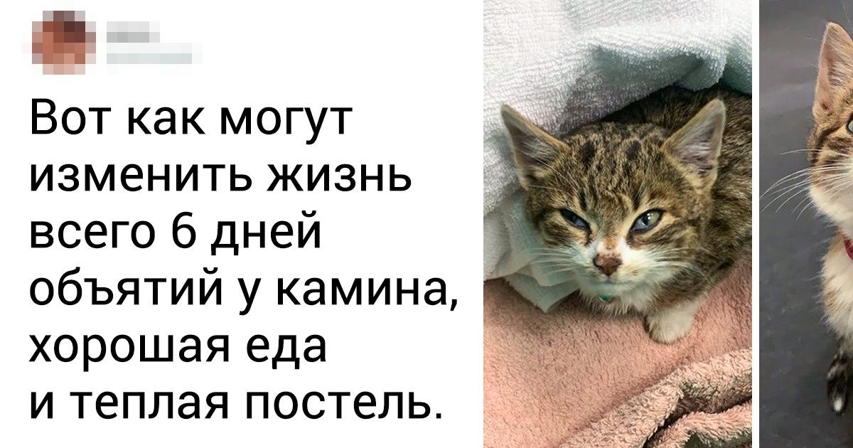 25 животных, которые погибали в одиночестве, но расцвели от хозяйской любви 25 животных, которые погибали в одиночестве, но расцвели от хозяйской любви