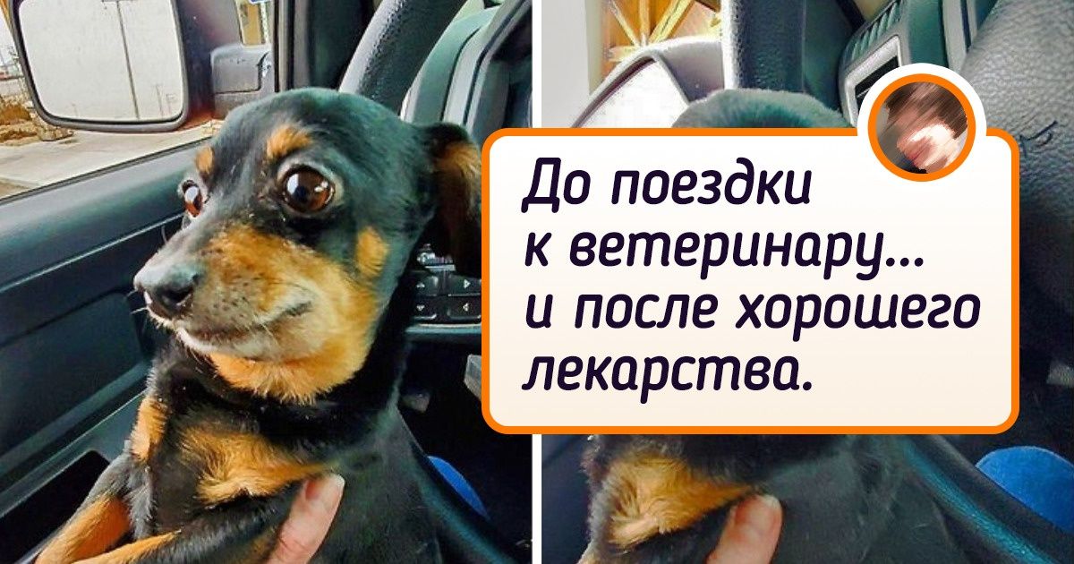 25 эмоциональных животных, которые такие рожи строят, что можно в цирк не ходить 25 эмоциональных животных, которые такие рожи строят, что можно в цирк не ходить