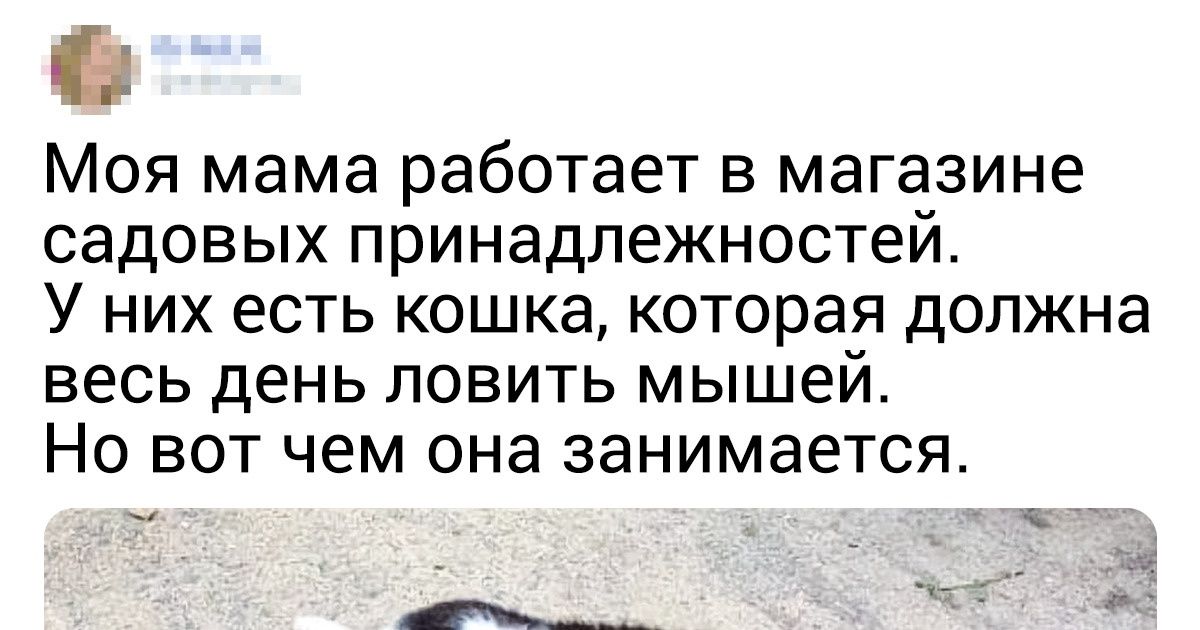 18 пушистых разбойников, которых поймали на горячем, а им хоть бы хны 18 пушистых разбойников, которых поймали на горячем, а им хоть бы хны