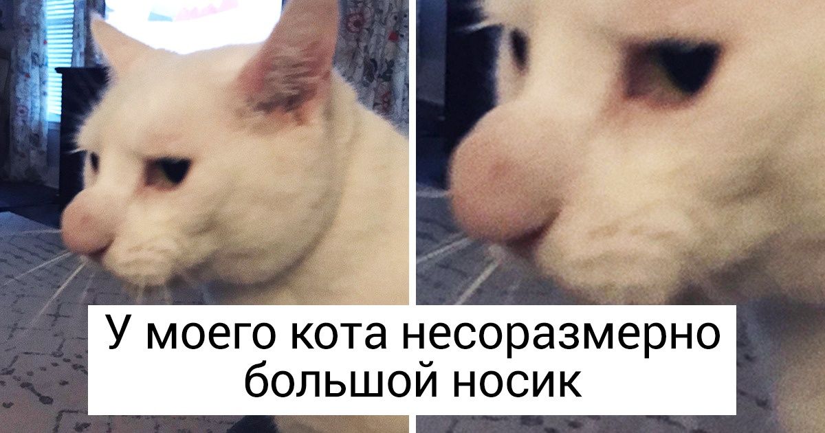 20 животных, которые даже не догадываются, насколько они особенные 20 животных, которые даже не догадываются, насколько они особенные