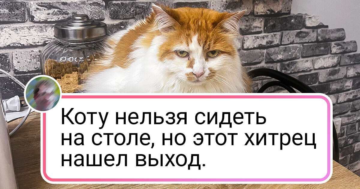 20+ человек, которые обожают своих хвостатых питомцев, какую бы дичь те ни творили