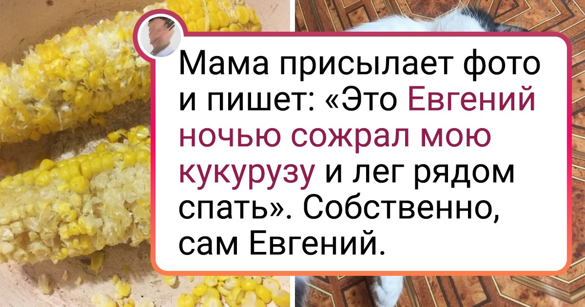 20 котиков, которые могли бы вести себя по-нормальному, но зачем, если их и так любят? 20 котиков, которые могли бы вести себя по-нормальному, но зачем, если их и так любят?
