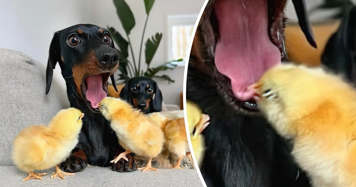 18 животных, которым наглости точно не занимать 18 животных, которым наглости точно не занимать