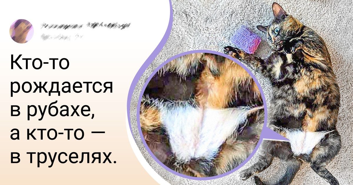 20+ животных, над которыми природа поработала с особым остроумием 20+ животных, над которыми природа поработала с особым остроумием