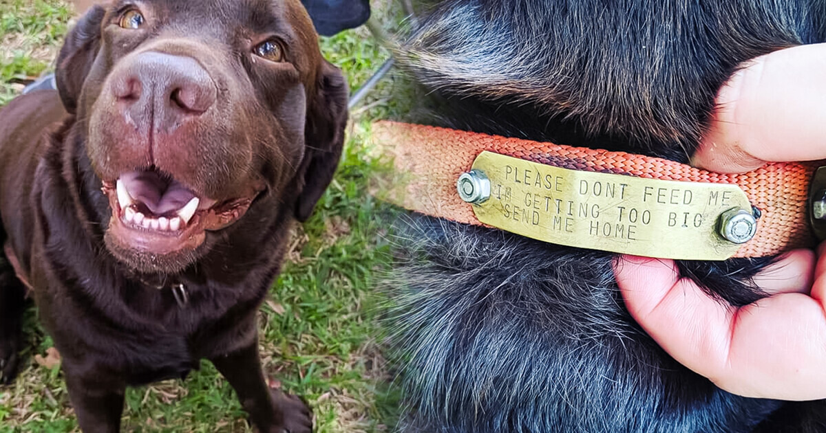 Голодный пес пришел на чужой праздник, и люди стали его кормить. А потом кто-то заметил послание на ошейнике