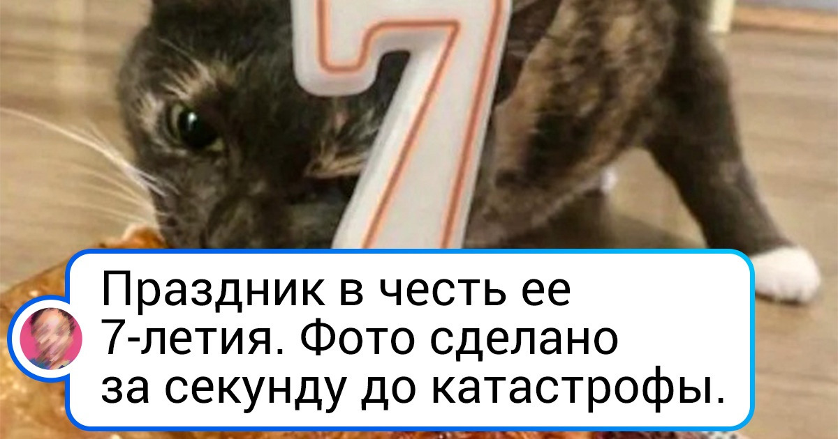 20 человек, которые относятся к питомцам прямо как к людям. И это выражается даже в мелочах