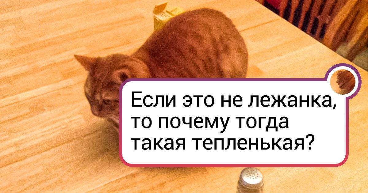 Собака трется мордой о диван после еды