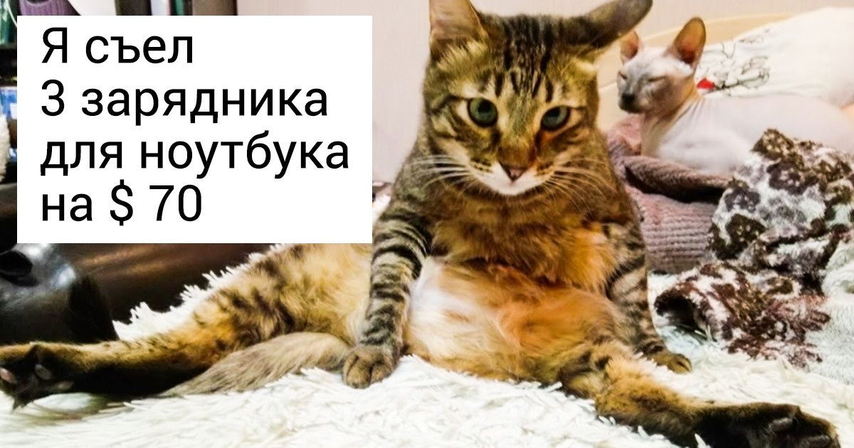 Мы в AdMe.ru решили узнать, во сколько обходится питомец (И нужно ли выставлять ему счет) Мы в AdMe.ru решили узнать, во сколько обходится питомец (И нужно ли выставлять ему счет)