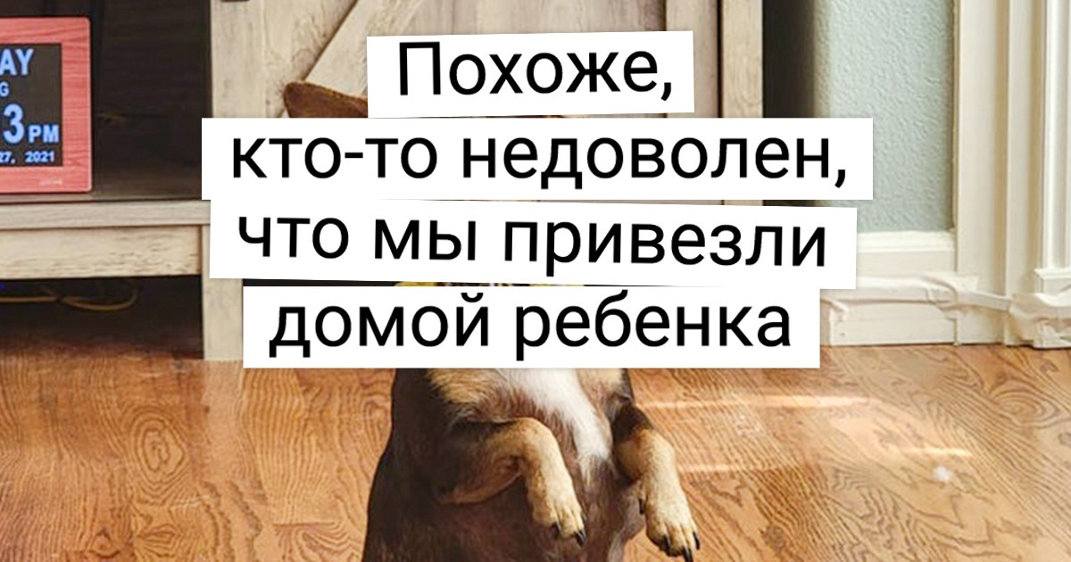 20+ хвостатых, которые умеют строить такие мордочки, что им хоть «Оскар» выдавай за драматическое искусство