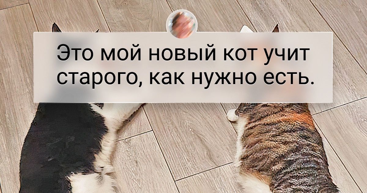 20+ человек, которые просто завели кота, а получили еще и неиссякаемый источник смеха 20+ человек, которые просто завели кота, а получили еще и неиссякаемый источник смеха