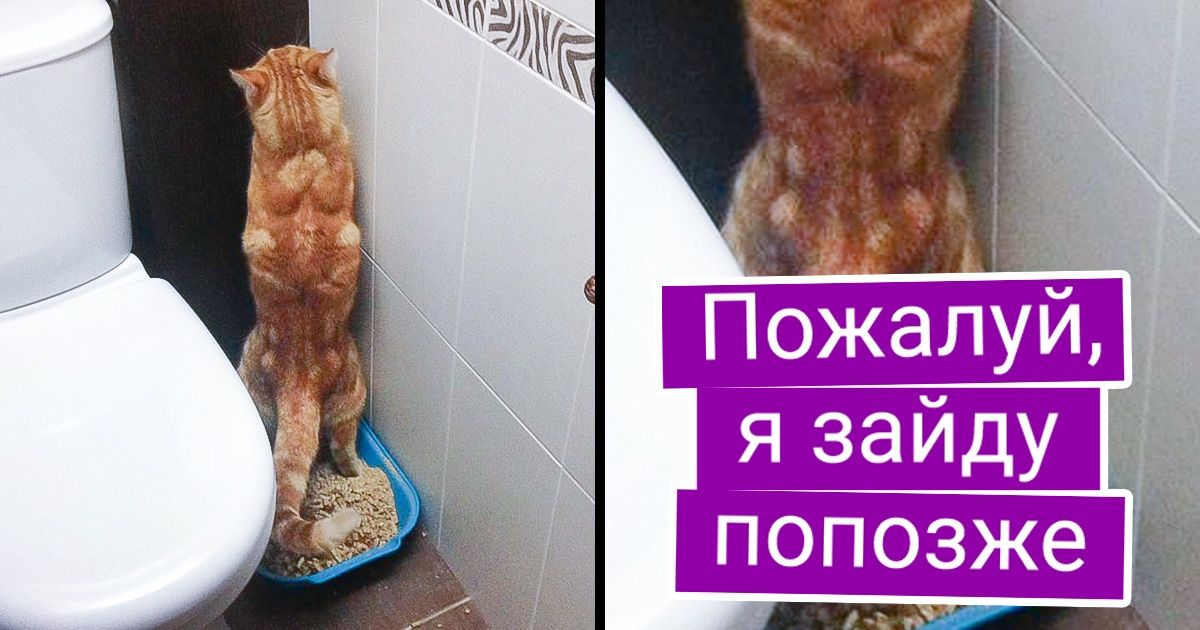 20 хвостатых узурпаторов, которые перенимают у людей и привычки, и вещички 20 хвостатых узурпаторов, которые перенимают у людей и привычки, и вещички