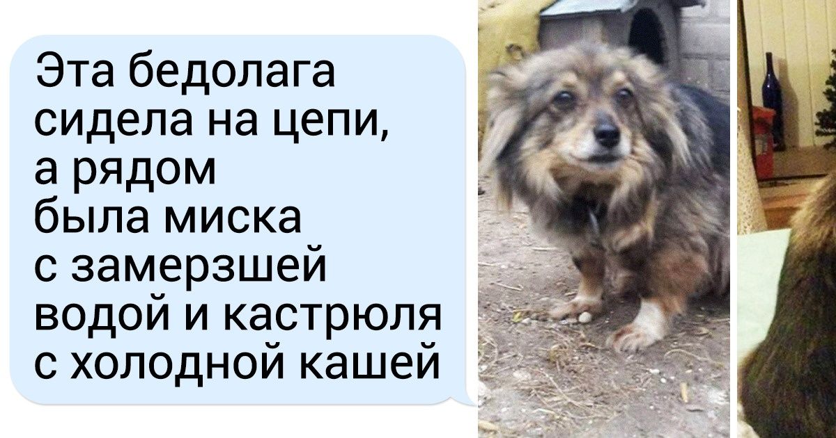 Читатели AdMe.ru рассказали о бездомных животных, которых они просто не смогли оставить в беде