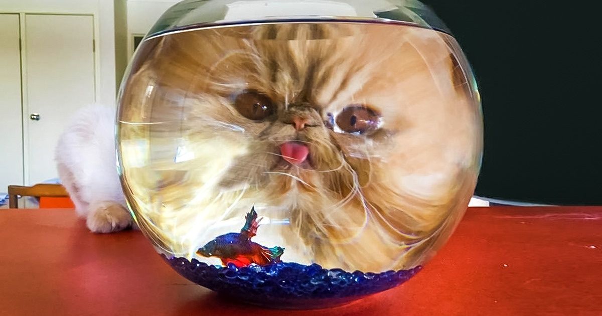 16 фотографий, которые стали вирусными благодаря ракурсу