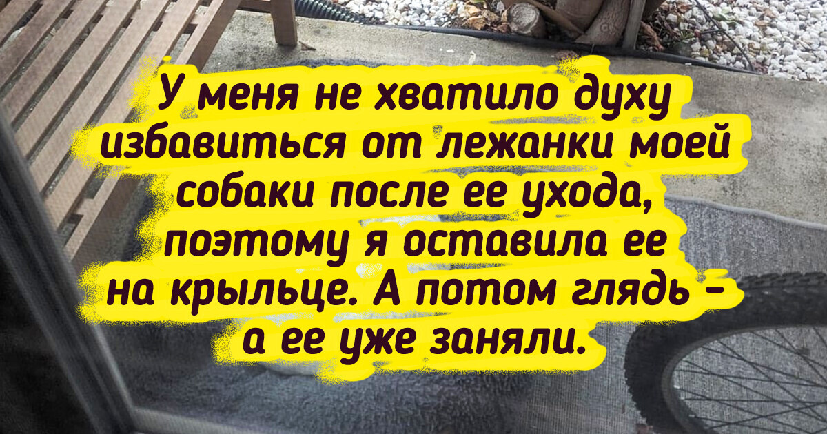 18 человек, за которыми, словно в сказке, животные следуют по пятам 18 человек, за которыми, словно в сказке, животные следуют по пятам