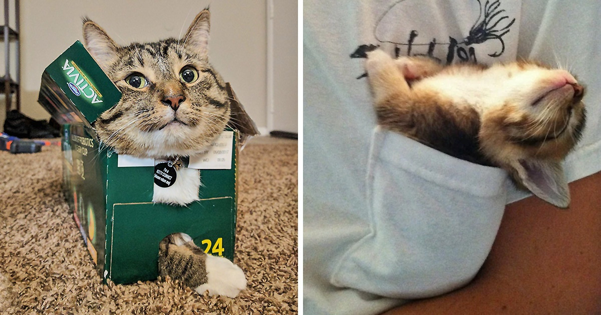 20+ животных, которые умудряются поместиться куда угодно 20+ животных, которые умудряются поместиться куда угодно