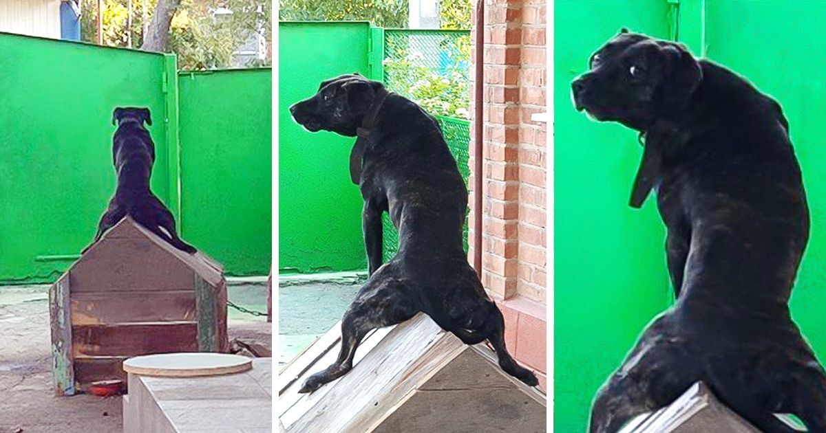 20+ поступков, которые совершают домашние животные, когда мы на них не смотрим