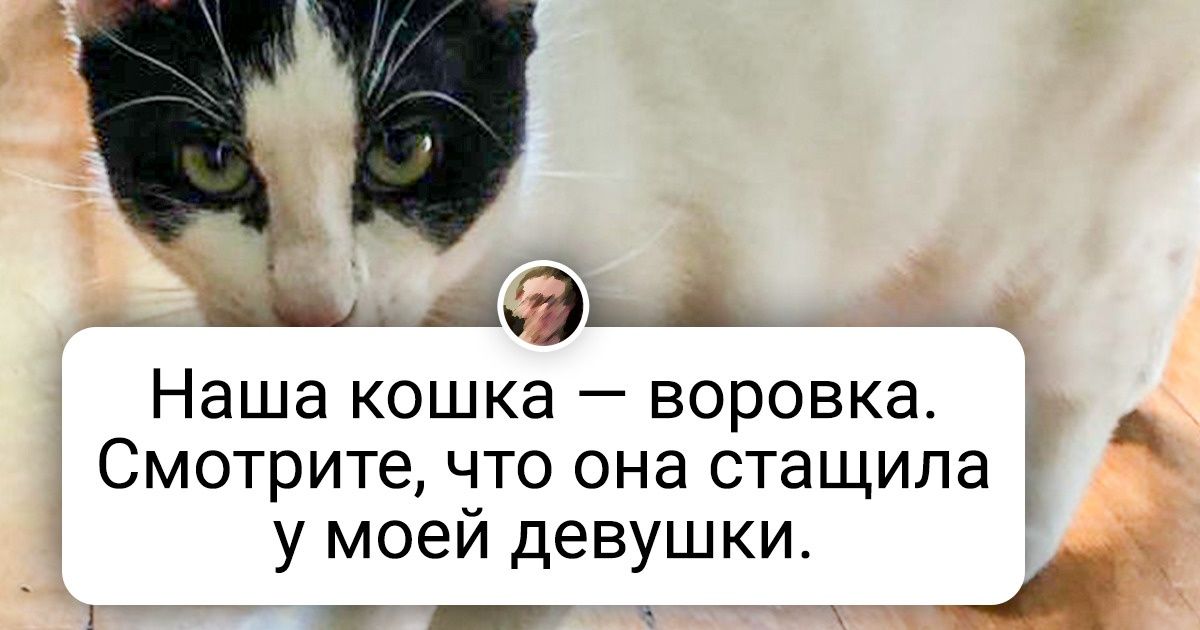 17 пушистых трудяг, которые не сидят на хозяйской шее и зарабатывают собственными лапками 17 пушистых трудяг, которые не сидят на хозяйской шее и зарабатывают собственными лапками