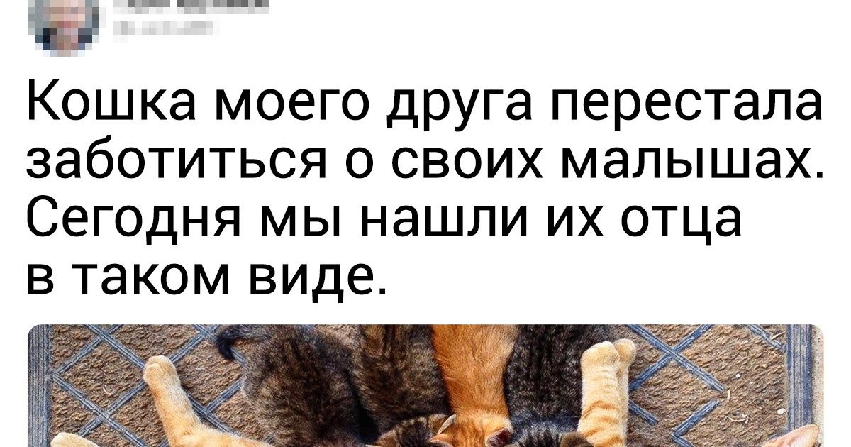 20+ животных с огромным сердцем, которое откликается на чужую беду с полувзгляда 20+ животных с огромным сердцем, которое откликается на чужую беду с полувзгляда