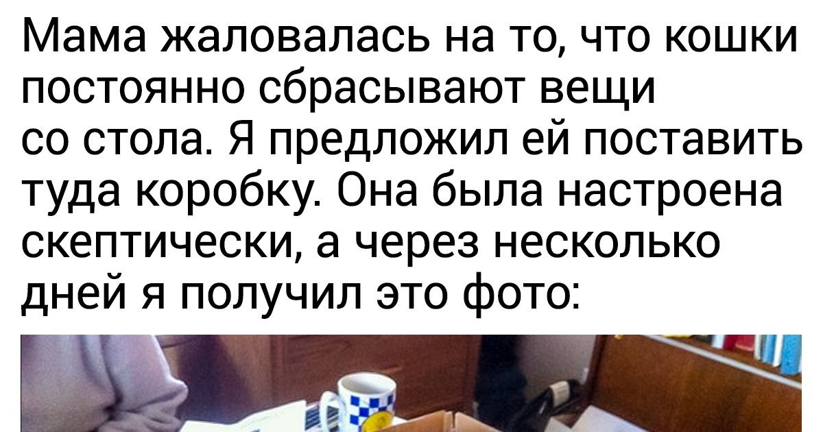 20+ пар пушистых морд, которые знают, как довести хозяина до белого каления 20+ пар пушистых морд, которые знают, как довести хозяина до белого каления