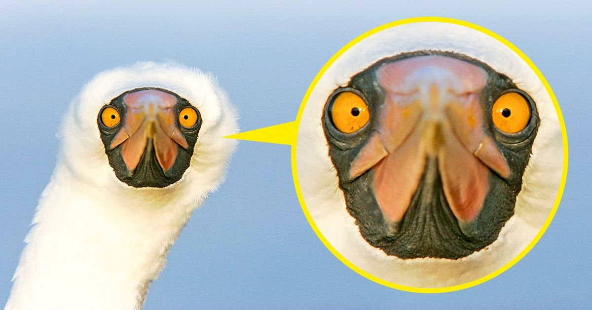 10+ эксцентричных животных, создавая которых природа пустилась во все тяжкие 10+ эксцентричных животных, создавая которых природа пустилась во все тяжкие