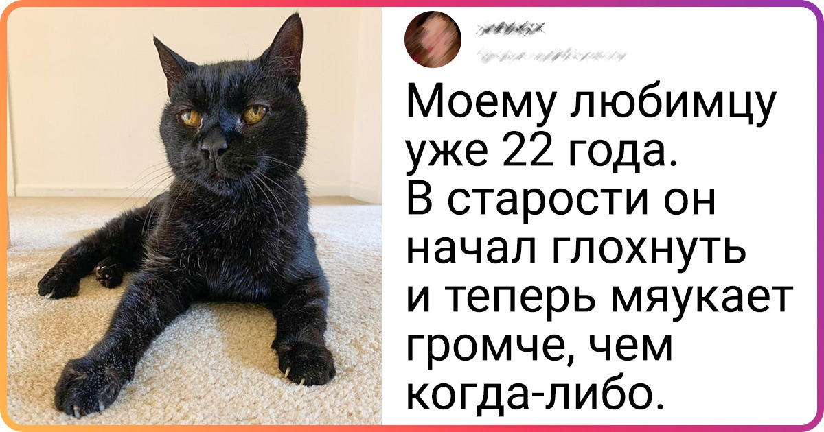 19 животных-старичков, которые навсегда останутся все теми же маленькими проказниками для своих хозяев 19 животных-старичков, которые навсегда останутся все теми же маленькими проказниками для своих хозяев