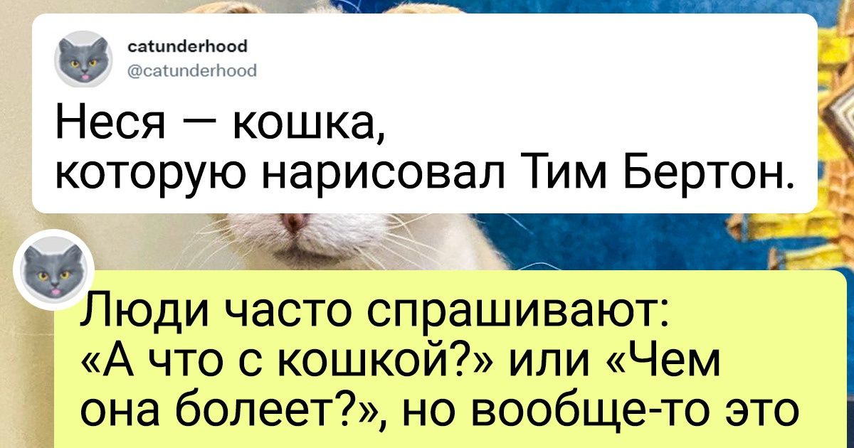 30 твитов, в которых с юмором и любовью описана жизнь кошачьего кафе и его пушистых обитателей 30 твитов, в которых с юмором и любовью описана жизнь кошачьего кафе и его пушистых обитателей