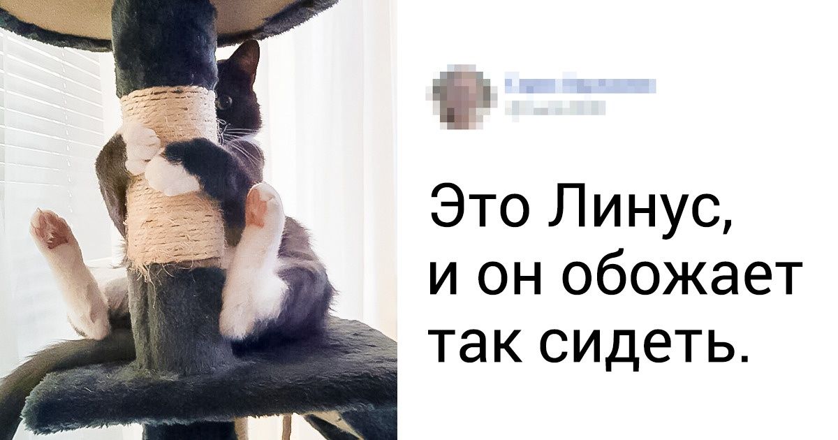 20 кошек, которые ведут себя не так, как большинство их сородичей