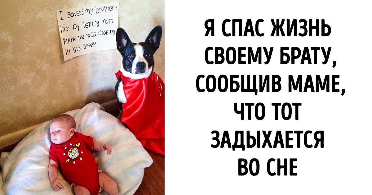 15+ собак с чистым сердцем, которые знают, как сделать этот мир лучше
