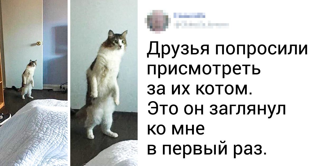 20+ твитов о том, что коты — это филиал цирка на дому 20+ твитов о том, что коты — это филиал цирка на дому