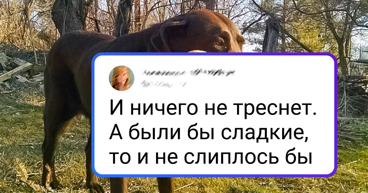 15+ домашних питомцев, которые выглядят так, что хочется спросить: «А перезагрузить-то его как?» 15+ домашних питомцев, которые выглядят так, что хочется спросить: «А перезагрузить-то его как?»