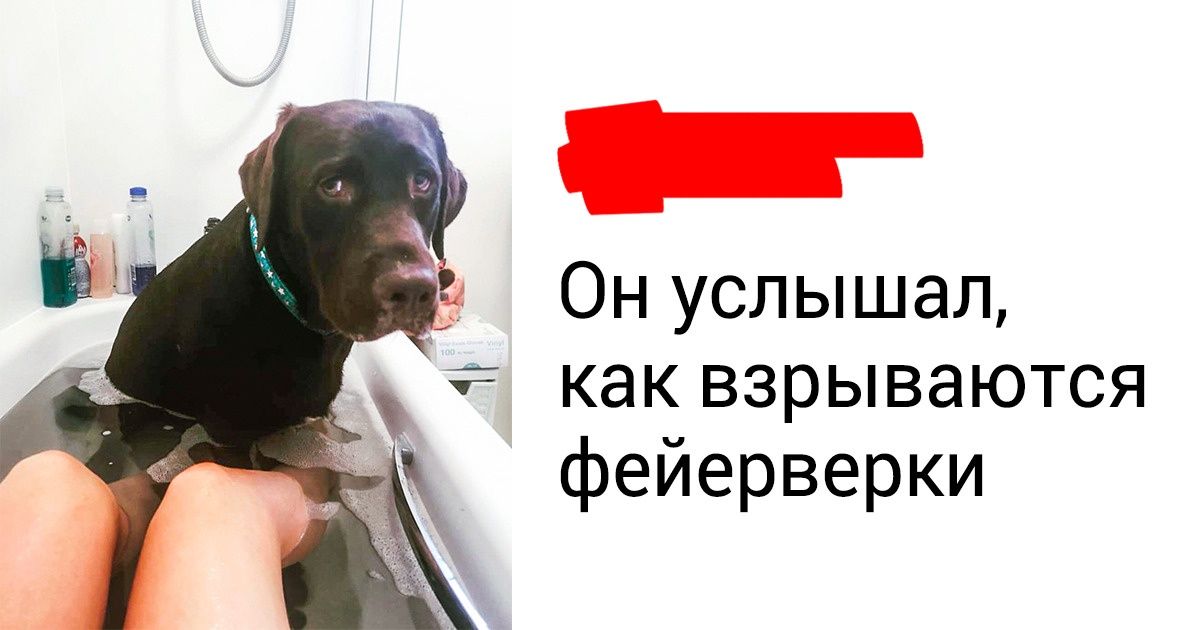 20+ животных, которые точно знают, что хозяева все равно их любят 20+ животных, которые точно знают, что хозяева все равно их любят